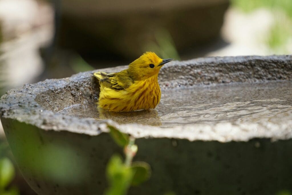 yellow bird on gray concrete