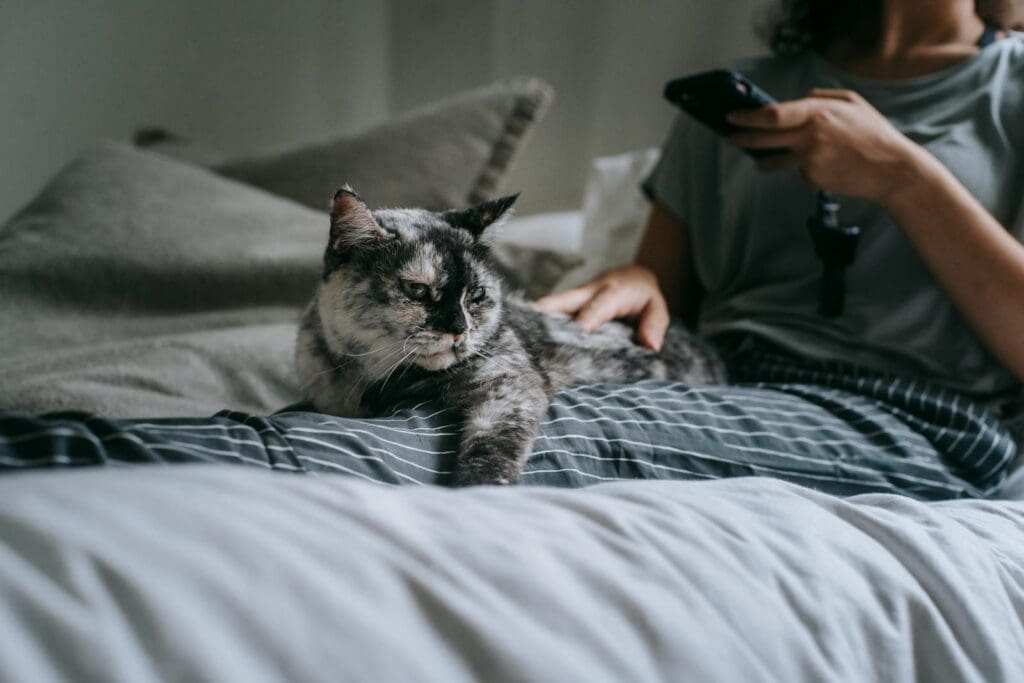 Unrecognizable female browsing smartphone and petting dappled cat while lying on bed with cushions in bedroom during weekend in cozy apartment