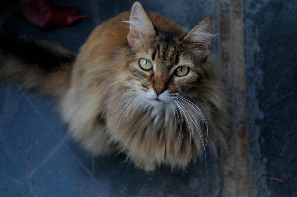 High-Angle Shot of a Domestic Long-Haired Cat