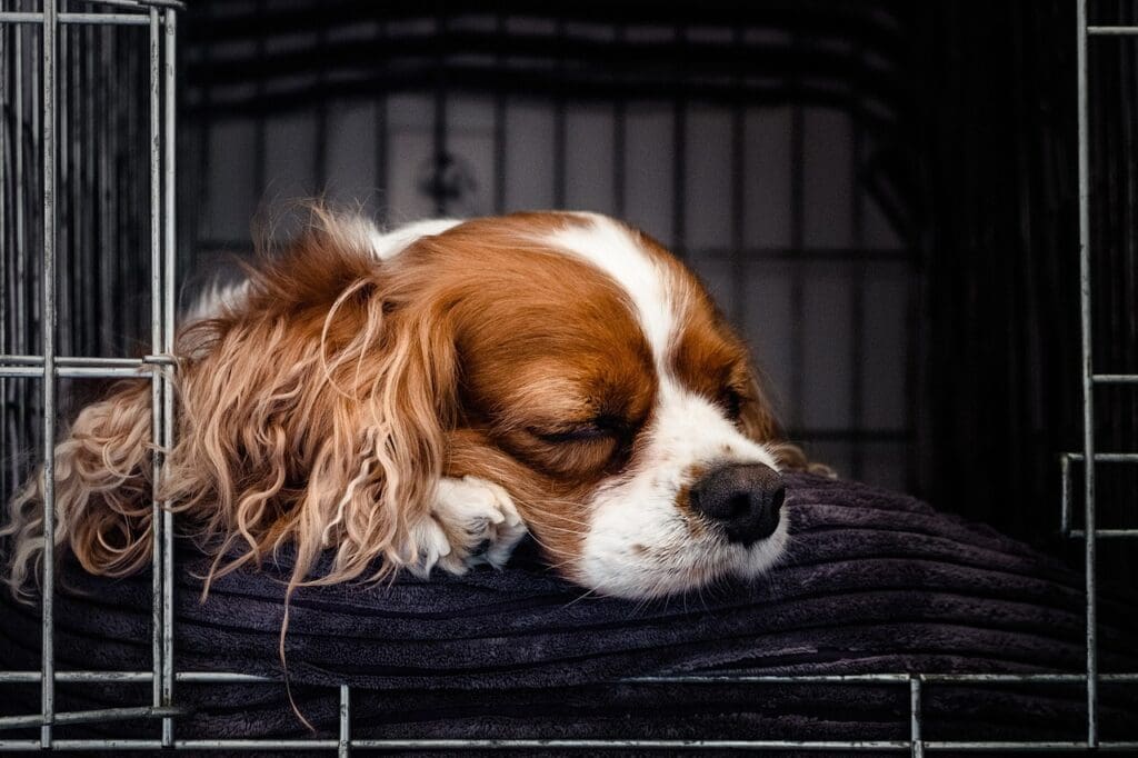 puppy, cocker spaniel, pet