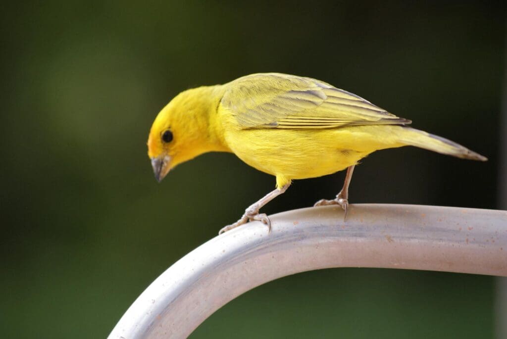 Close-Up Shot of a Yellow Canary
