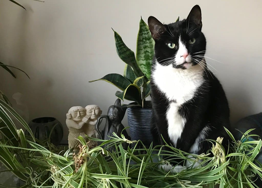 black and white cat in houseplant