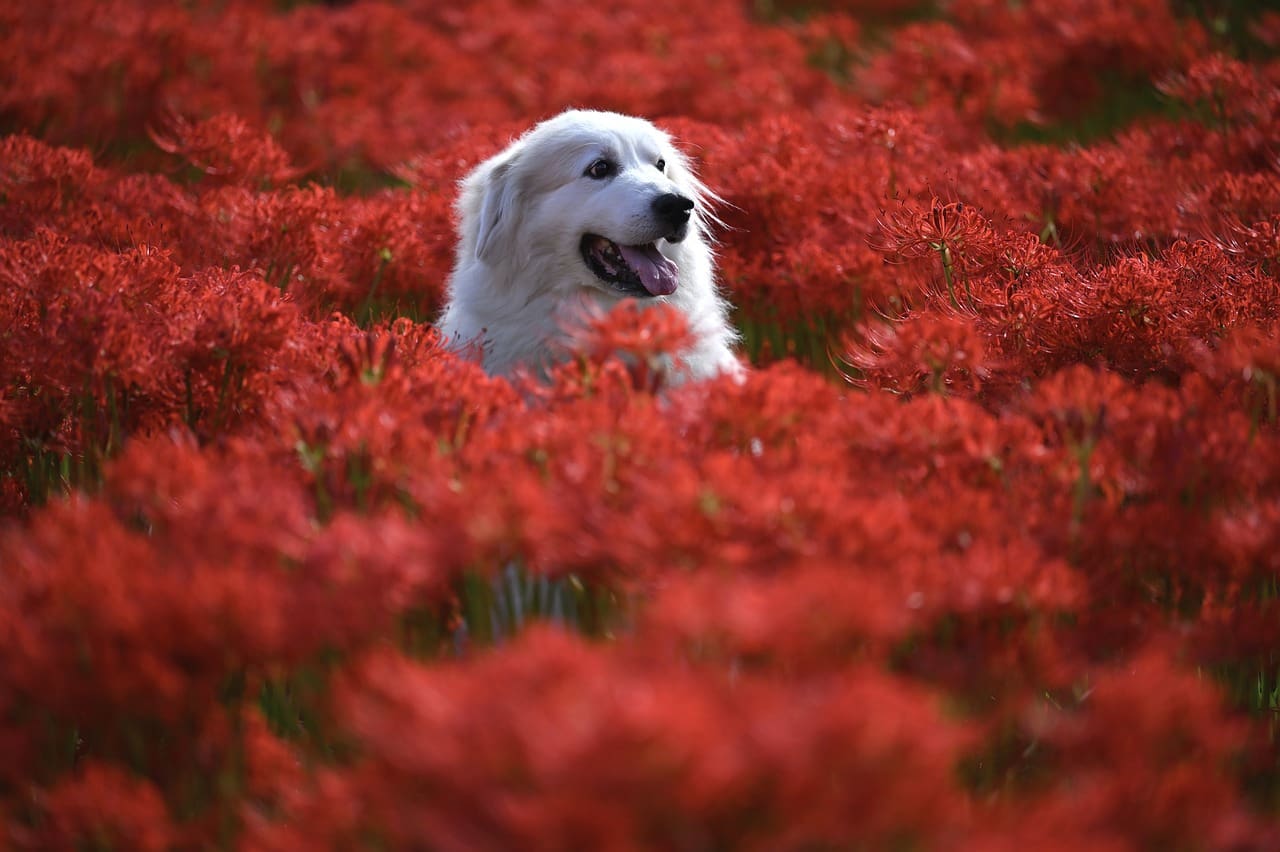 animal, pet, flowers