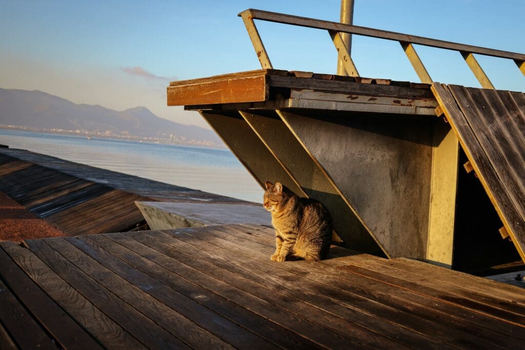 a cat sitting on a wooden deck next to a body of water