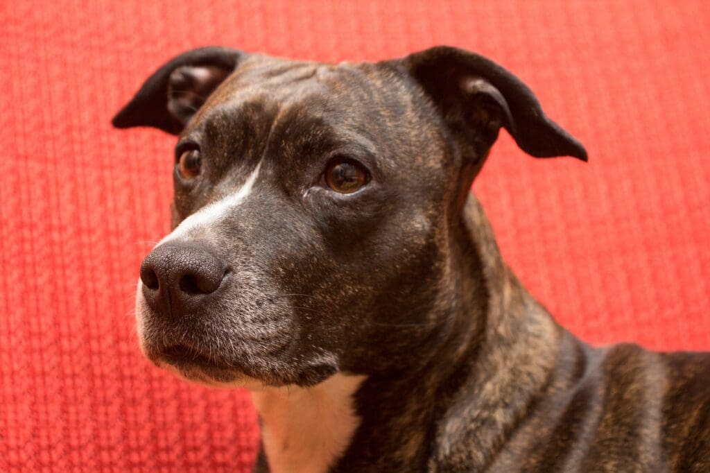dog, american staffordshire terrier, portrait