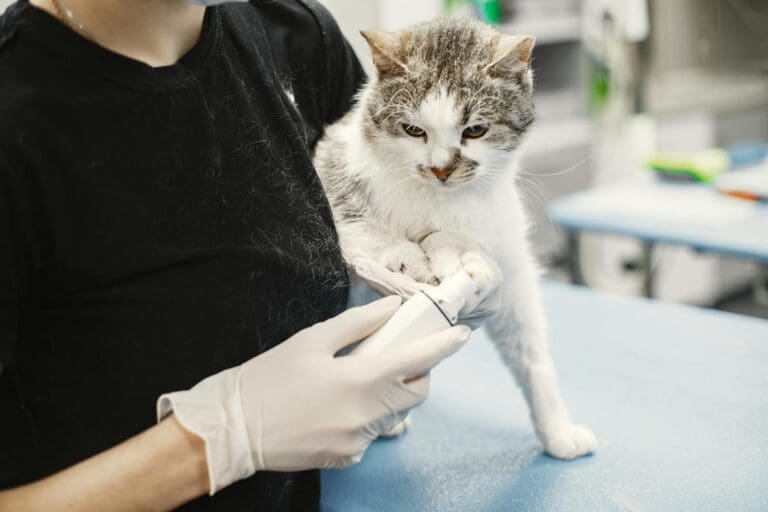 White Cat Held by a Vet