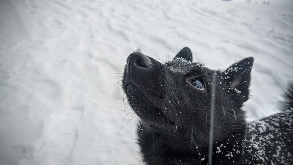 dog, schipperke, snow
