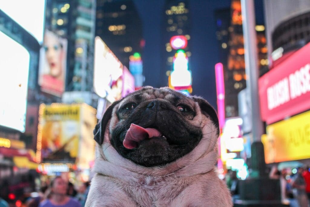 Doug the Pug in New York City
