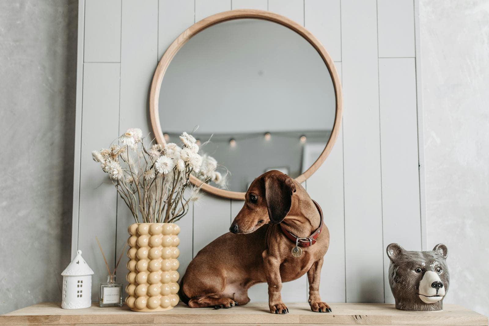 A Dog on Top of a Wooden Shelf