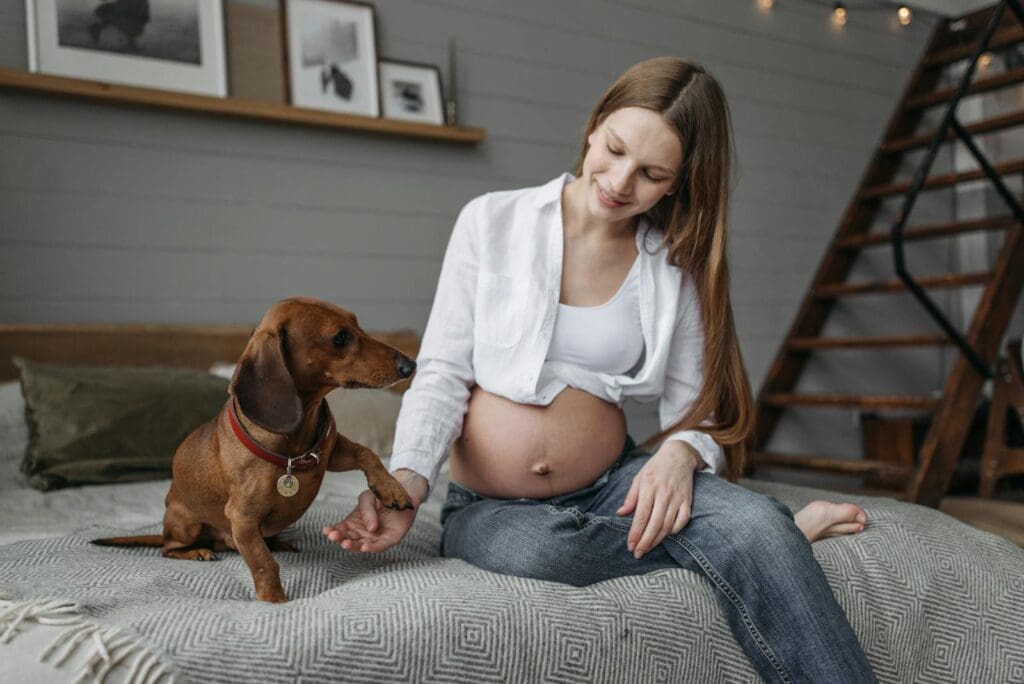 Photo of a Pregnant Woman Playing with a Dachshund Dog