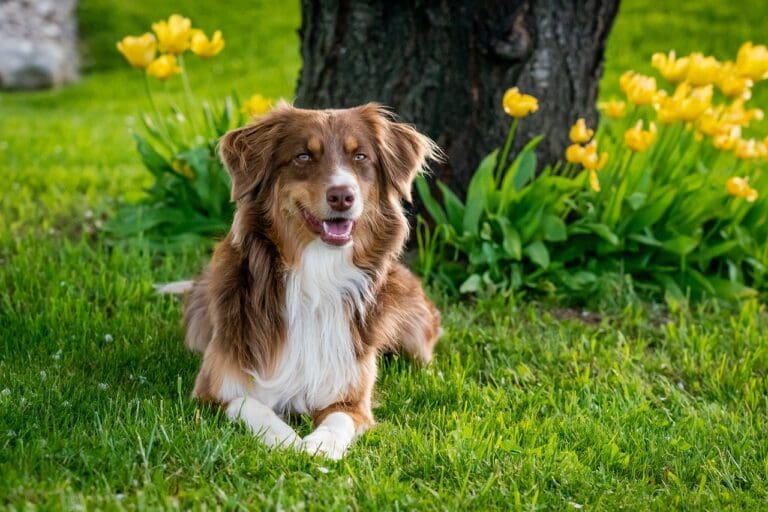australian shepherd, nature, pet