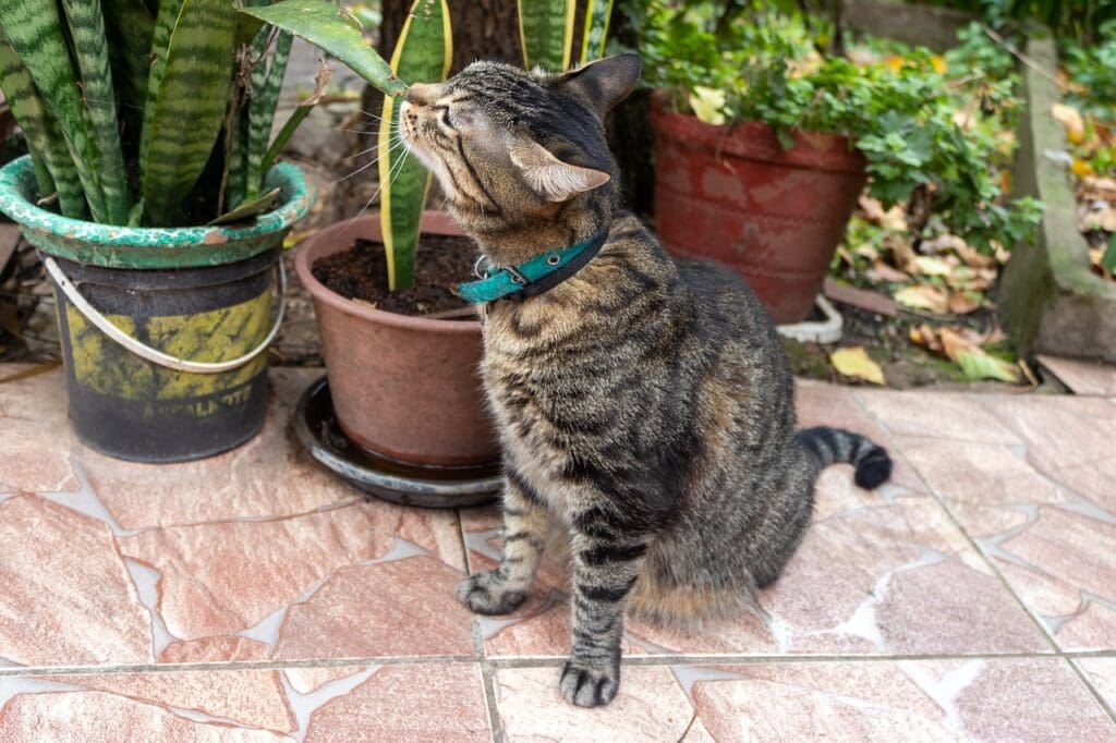cat nibbling on potted plant