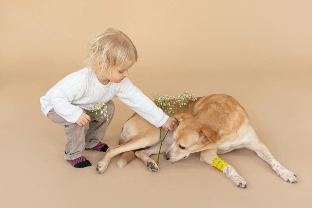 Child in casual clothes giving flower to dog with bandage on paw on beige background in light studio
