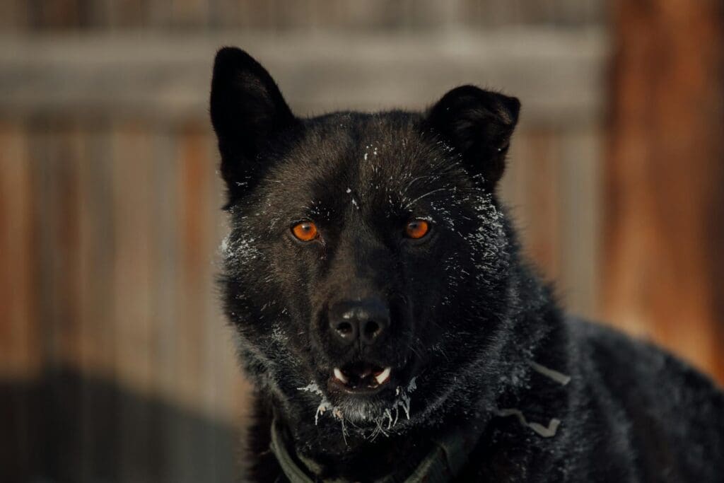 Black Short Coated Dog With Snow on the Fur
