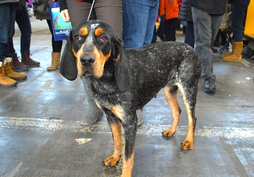 Bluetick Coonhound dog