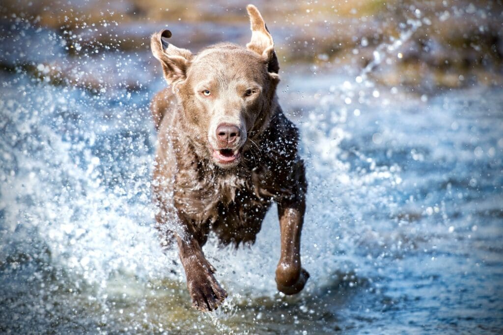 running adult brown dog