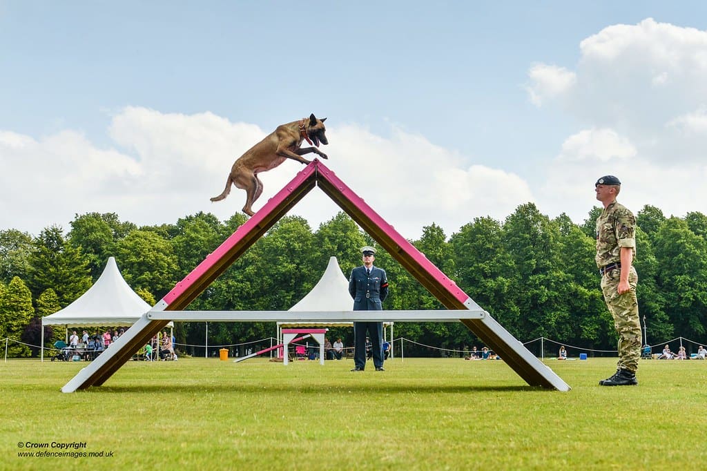 An RAF Police Dog Showing his agility during the The RAF Police Military Working Dogs (MWD) trials.