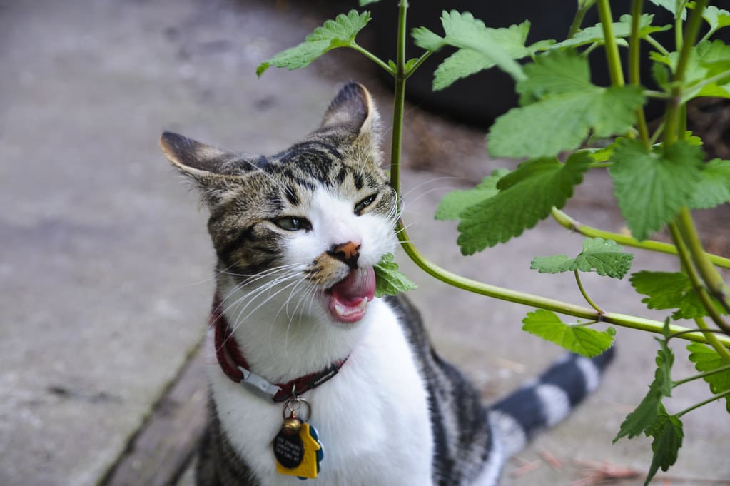 A cat chewing on catnip