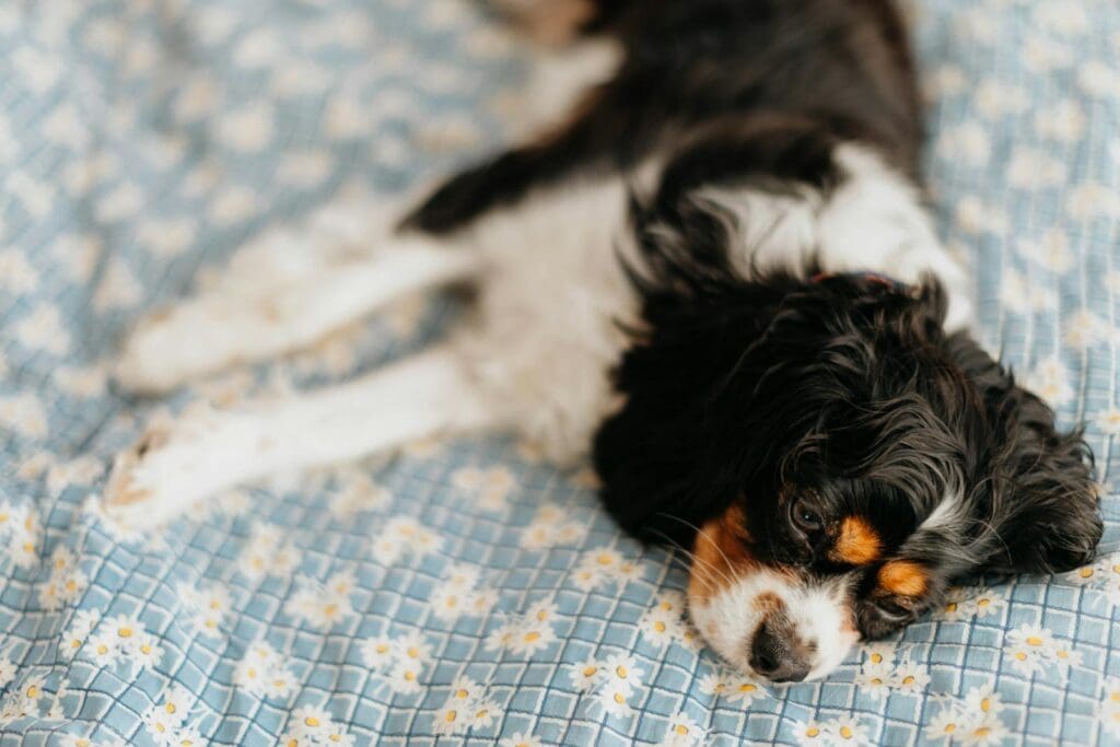 Close-Up Shot of a Cavalier King Charles Spaniel Lying Down