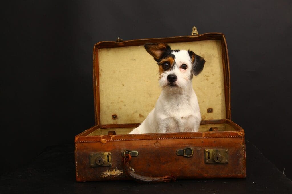 jack russell, dog in suitcase, dog travel