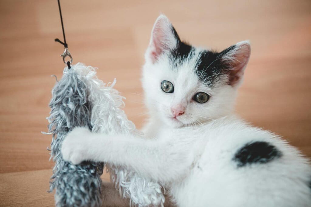 Close-Up Photo of a Kitten Playing with a White and Gray Toy