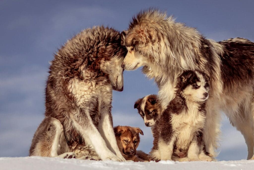 A Group of Siberian Husky
