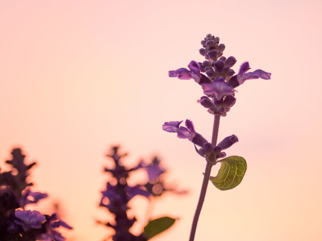 A catnip plant pictured at sunset