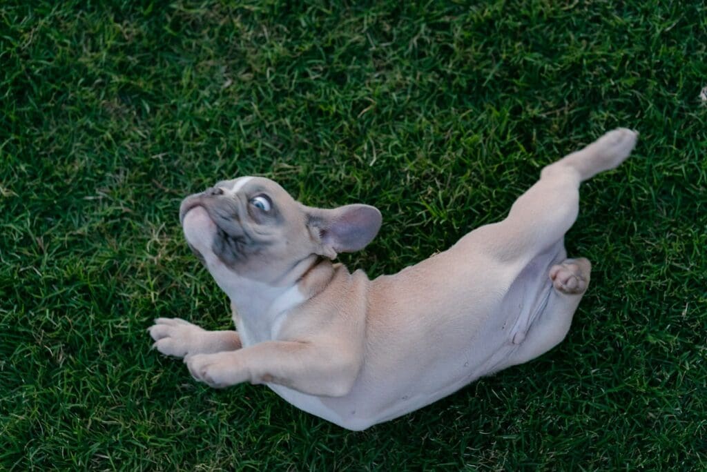 fawn pug lying on green grass field during daytime