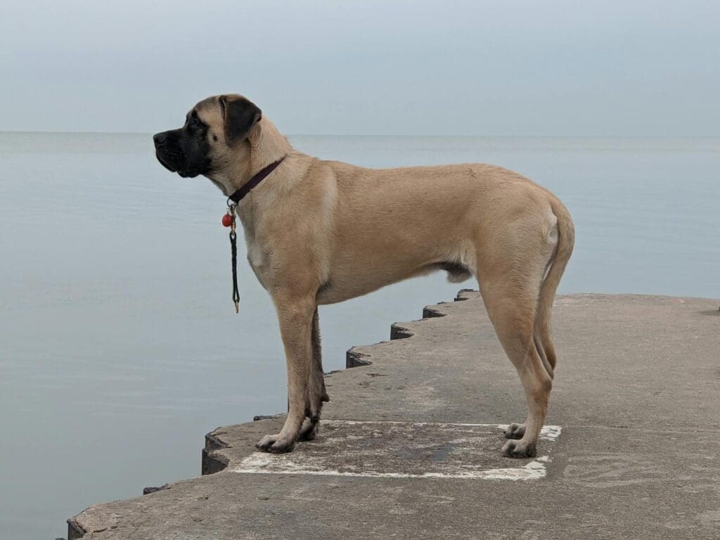A Mastiff Dog on a Concrete Floor Near the Body of Water