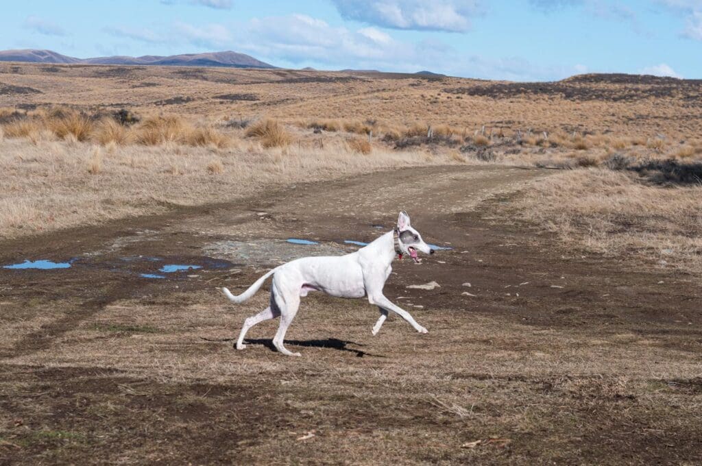 A Greyhound Running on the Field