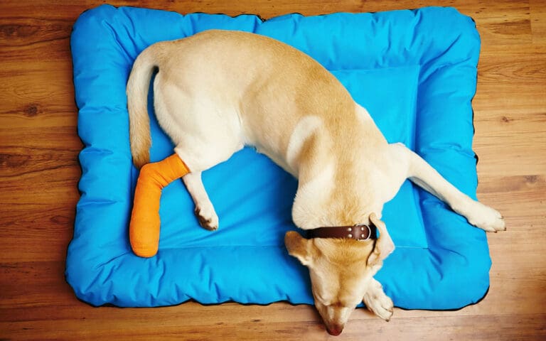 Dog with bandage on its leg