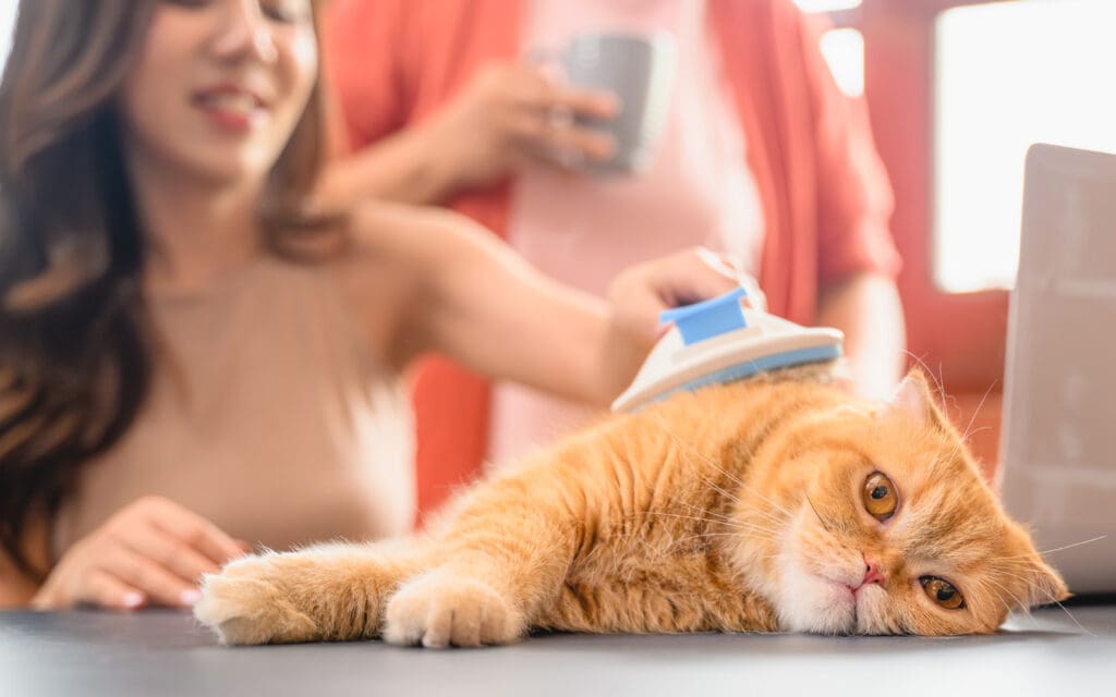 Exotic Shorthair Being Brushed by Woman