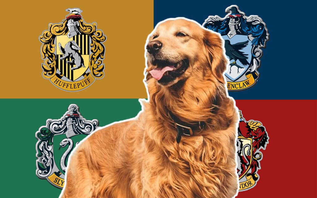 Golden Retriever In Front of Hogwarts House Flags