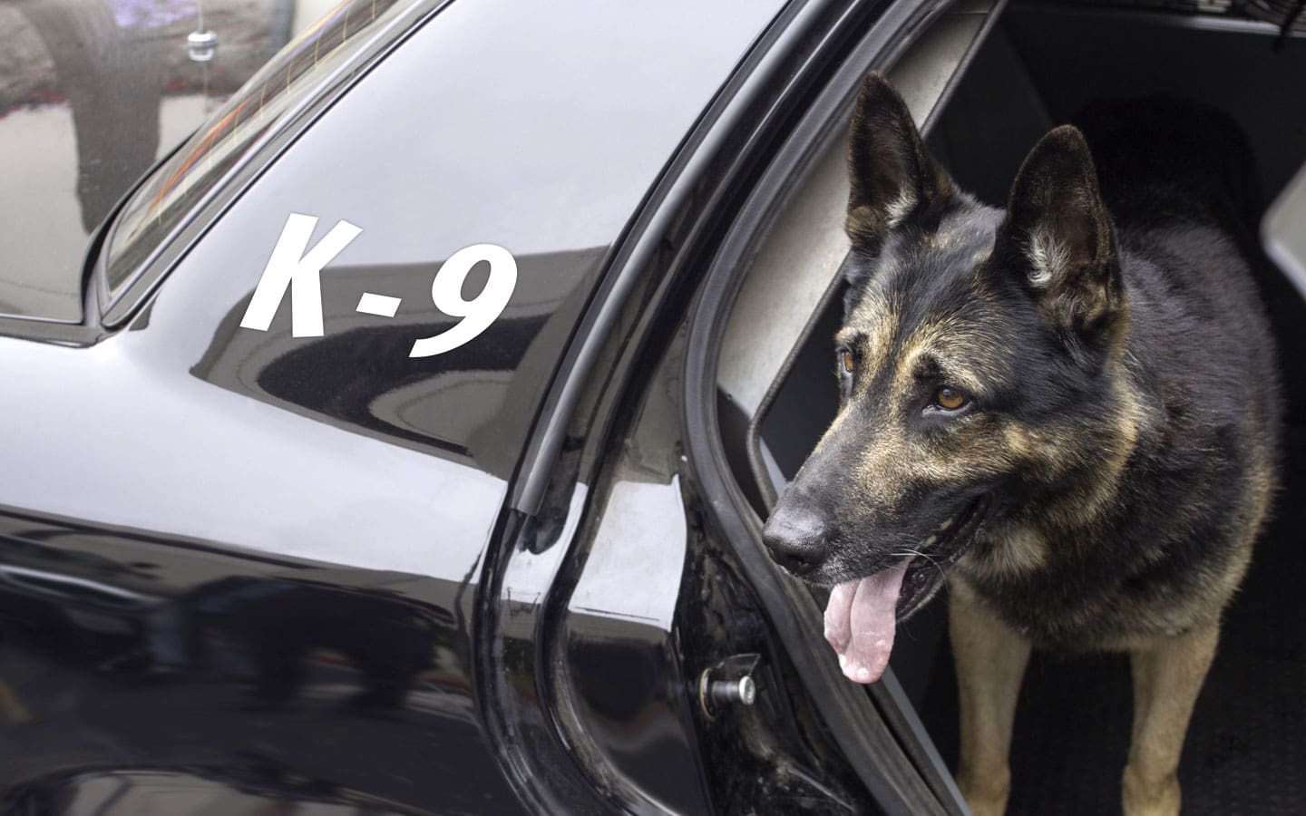 Dog in police car
