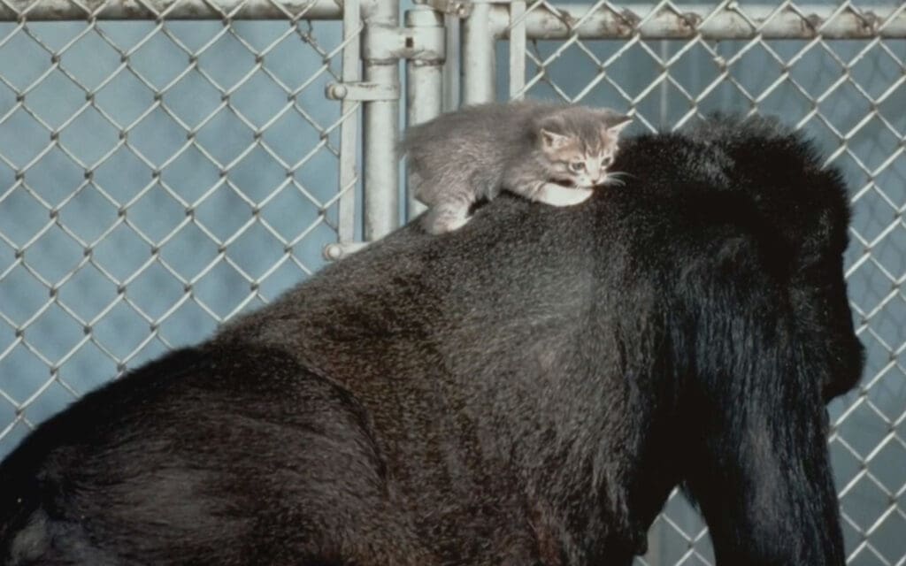 Koko the Gorilla with Manx Kitten