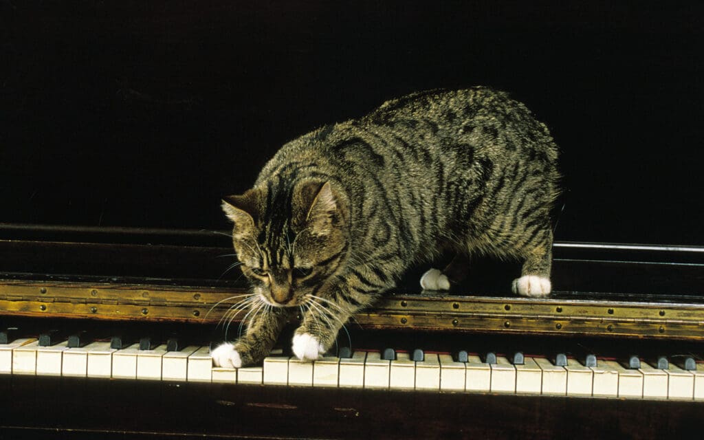 Manx cat walking on piano