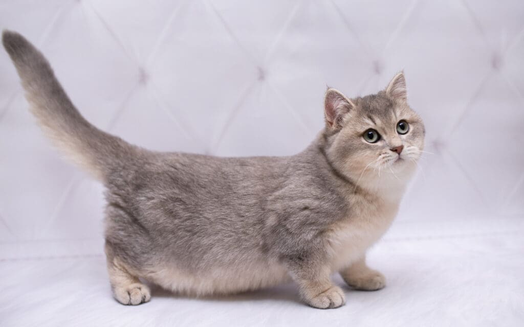 11 Ridiculously Cute Facts About Munchkin Cats Pet Hub USA 11 Ridiculously Cute Facts About Munchkin Cats Pet Hub USA