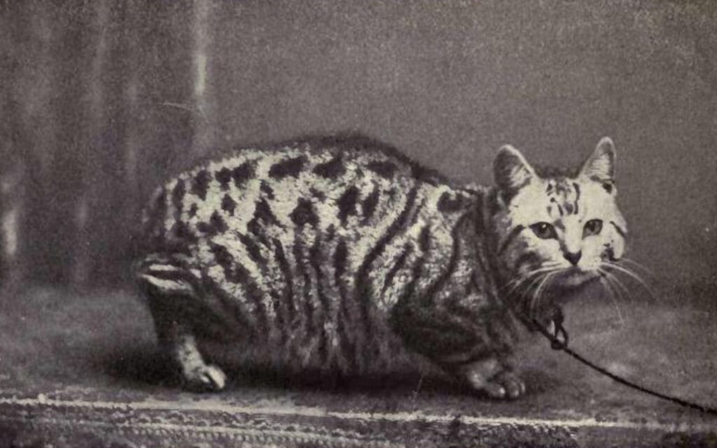 Manx Cat black and white vintage photo