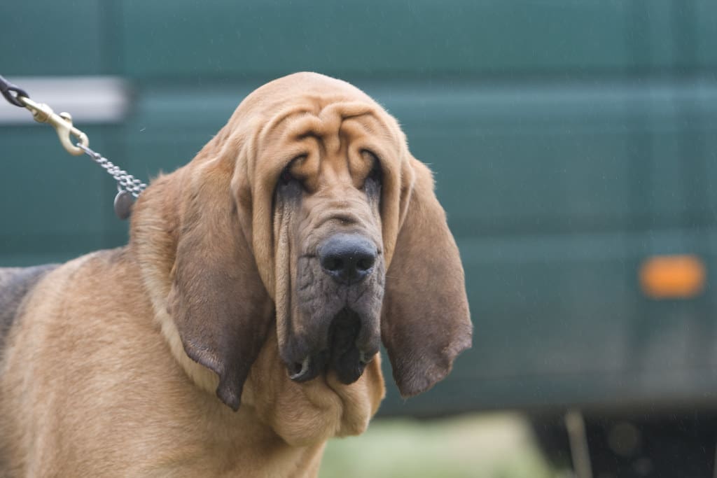 Bloodhound Trials Feb 2008 -79