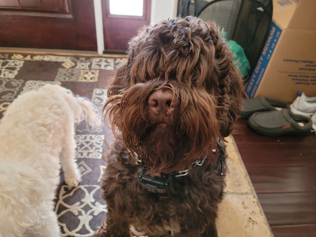 Chewie (Brown Portuguese Waterdog)