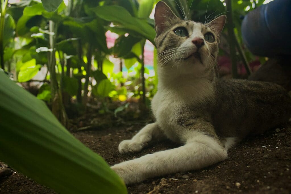 a cat laying on the ground in front of some plants