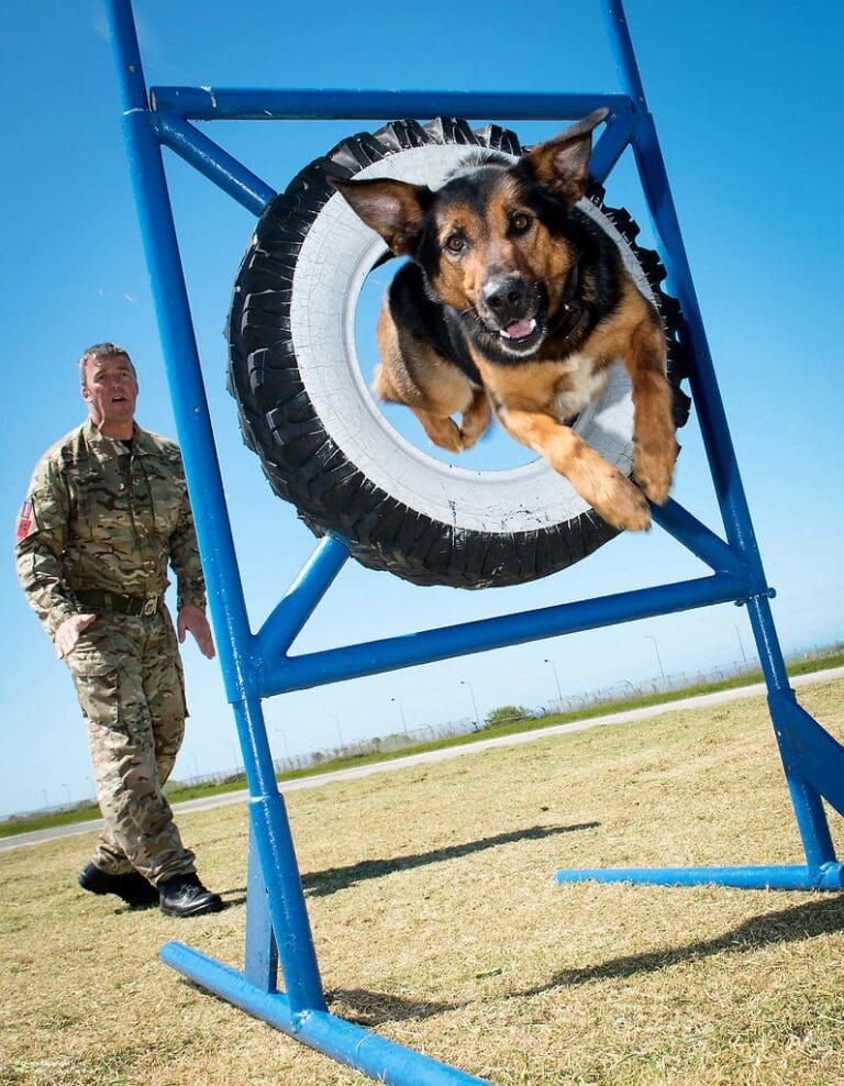 RAF Police Dog Training