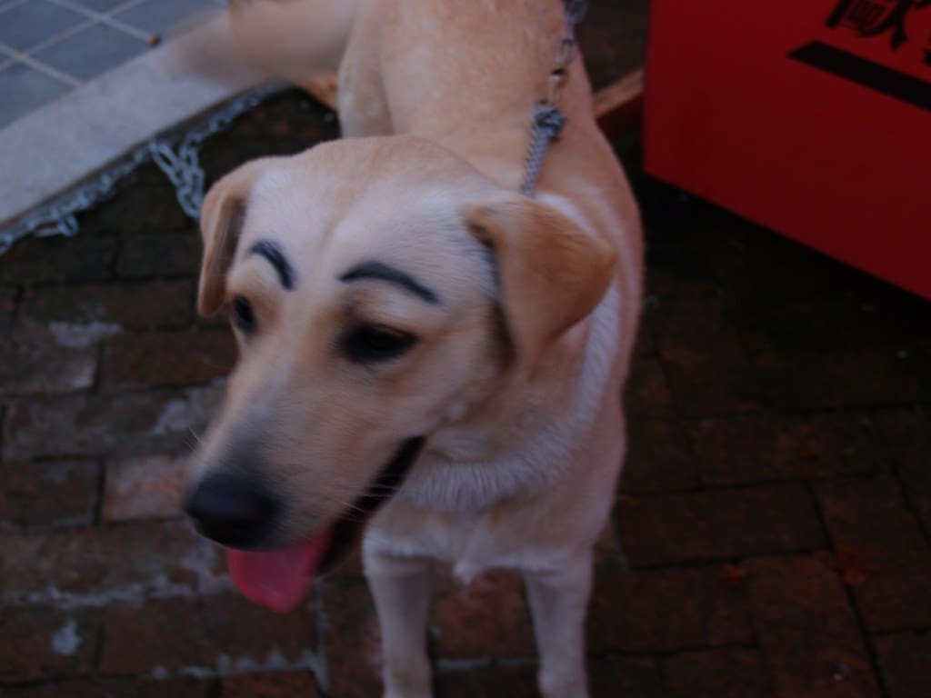 Eyebrow Dog