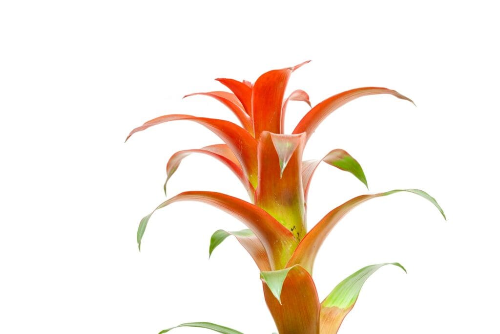 a red plant with green leaves on a white background