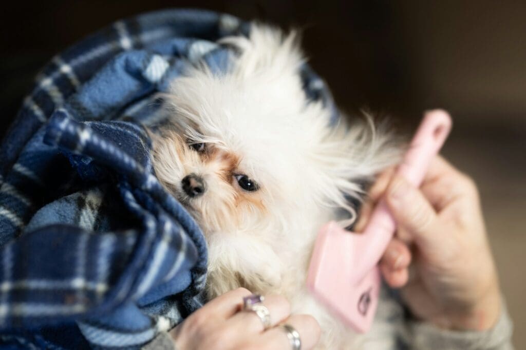 a woman holding a small white dog under a blanket and brushing its fur