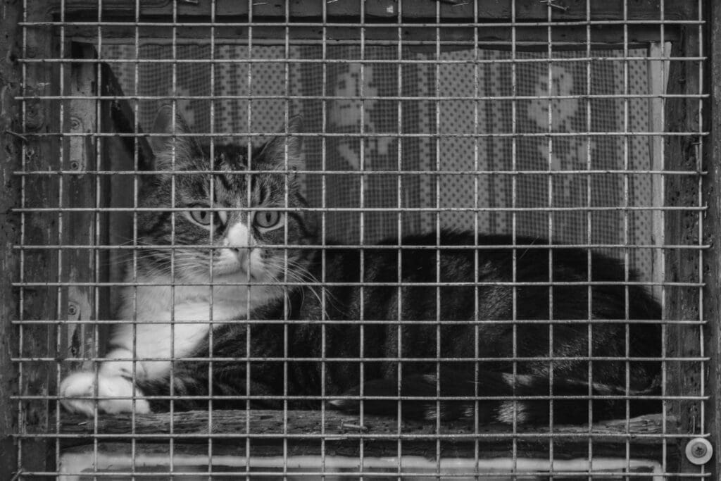 a black and white cat sitting in a cage
