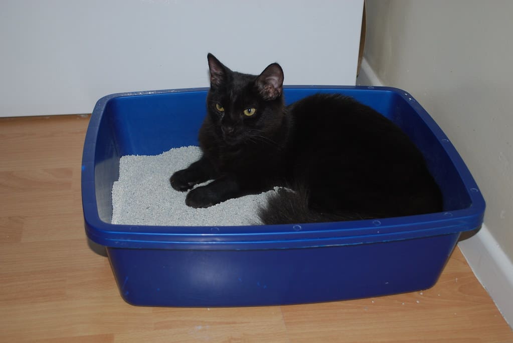 A black cat sits in a litter box