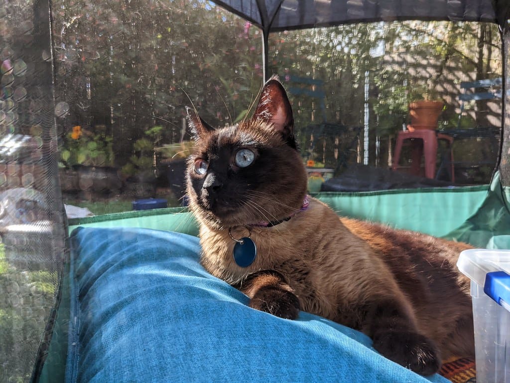 dashboard in the catio