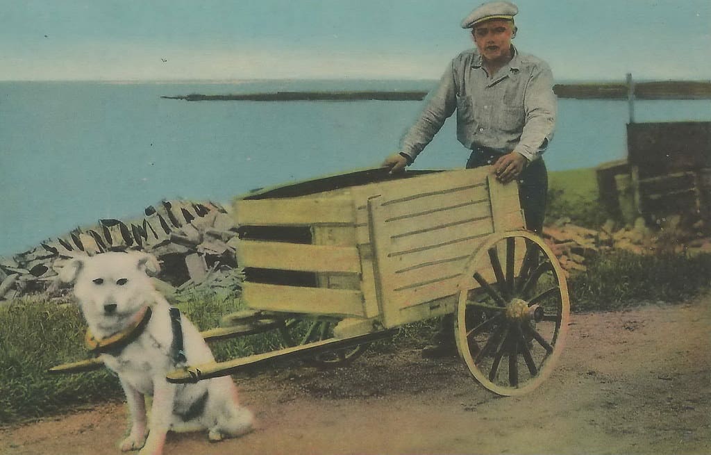 Work dog pulling a cart