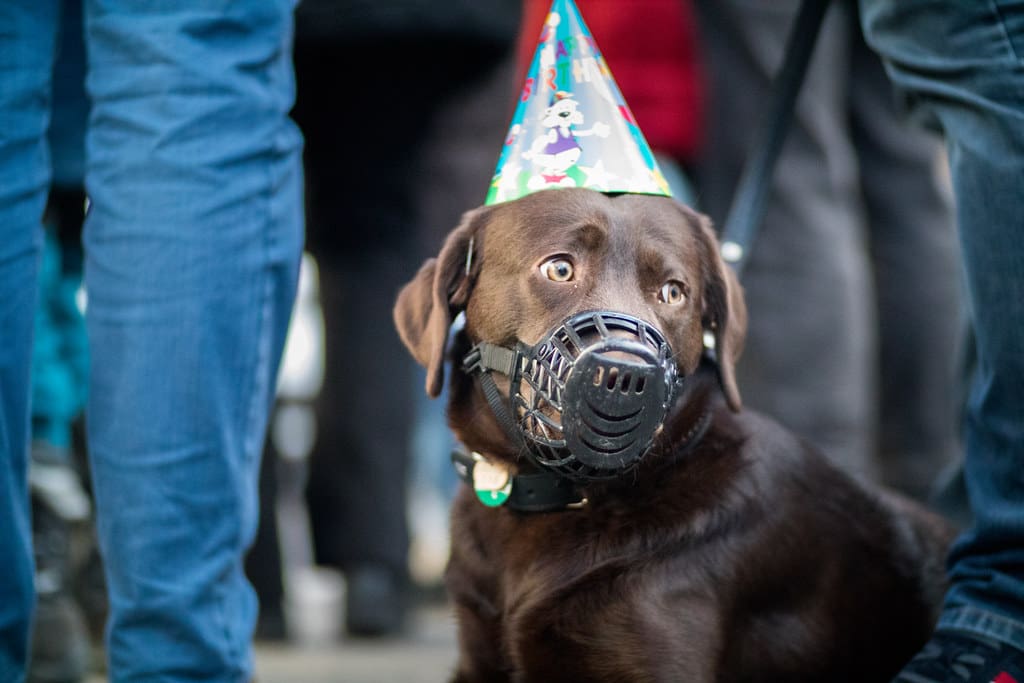 Dog with party hat and muzzle at a loud event looking scared, crazed and helpless